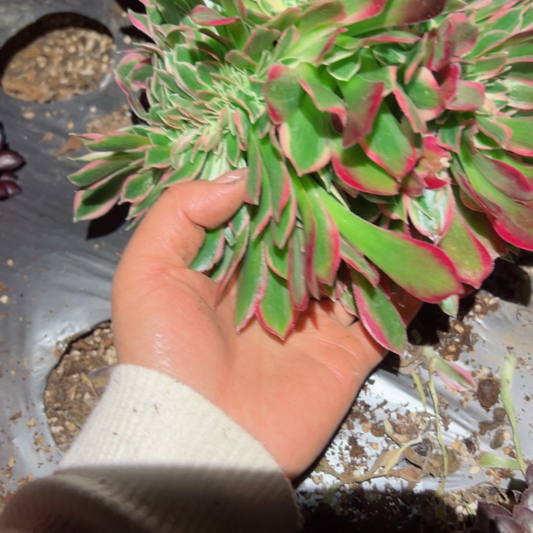 457 号多肉植物新年福利
