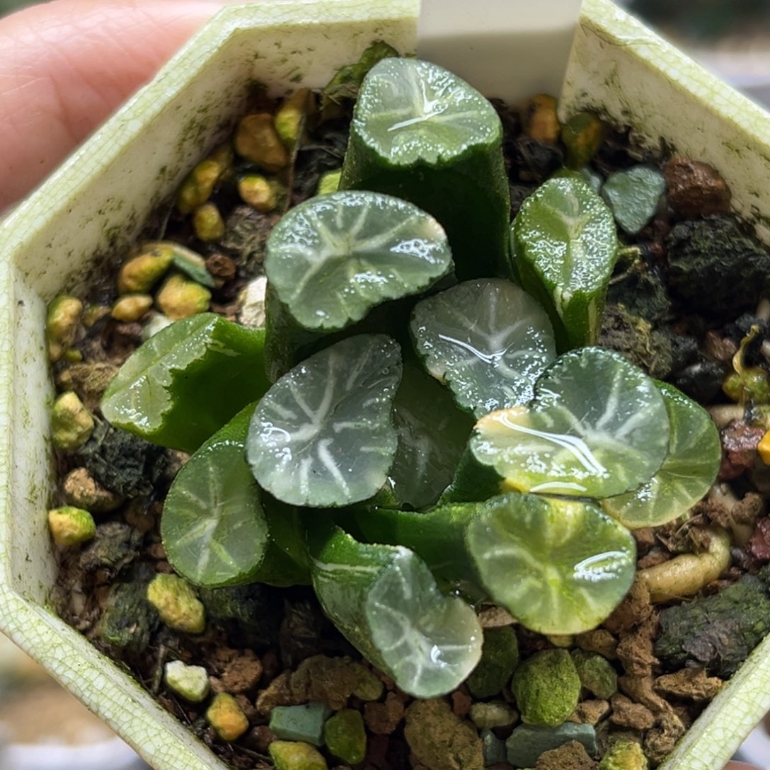 10白鸟万象锦福利专场