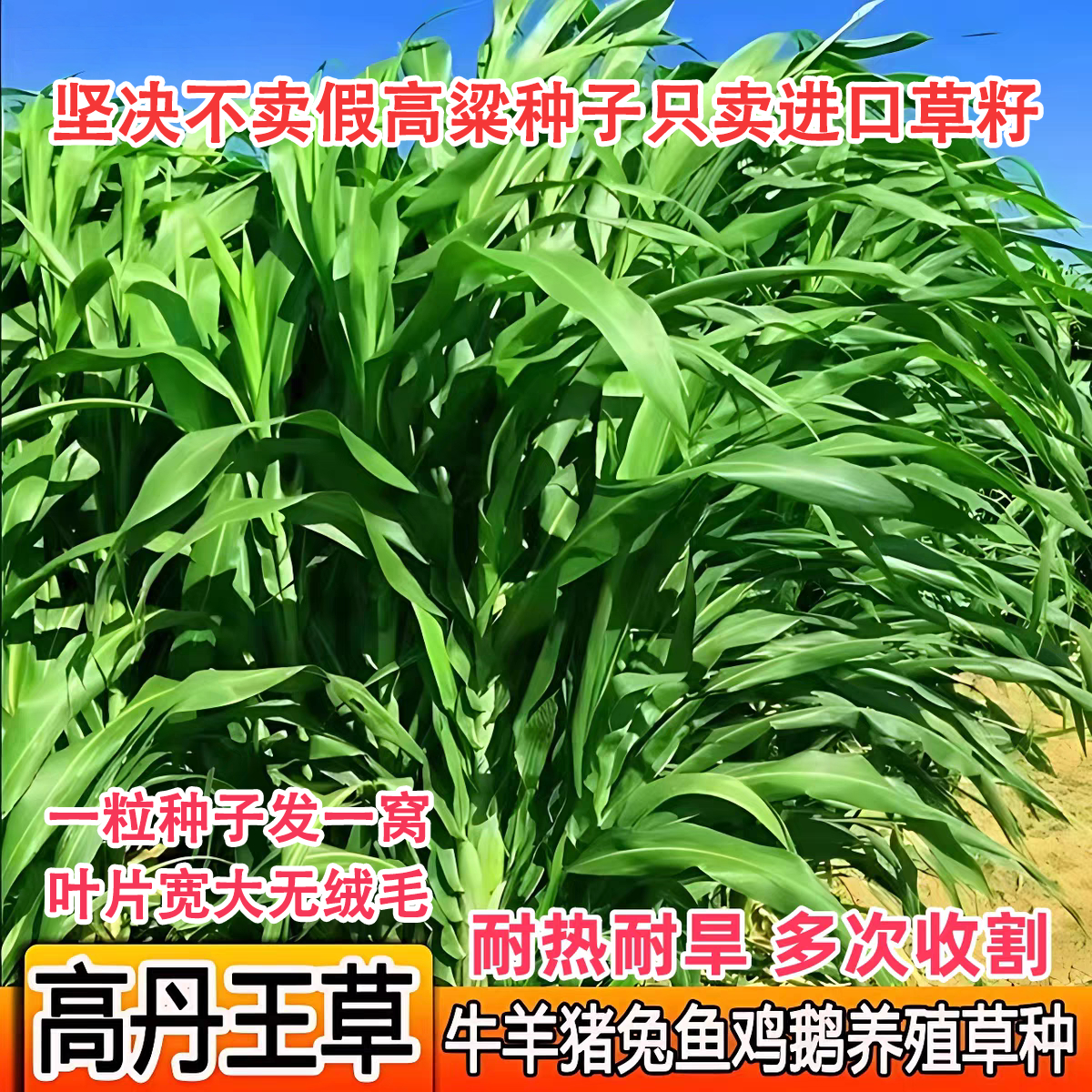 新型绿巨人高丹王牧草种子高产多茬收割适合猪牛羊鸡兔等养殖