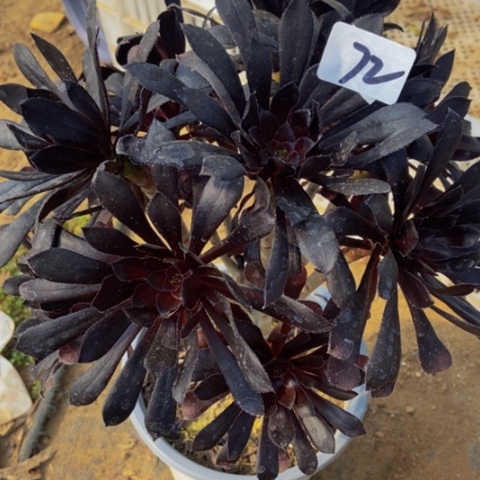 魔法师多肉植物72多肉植物