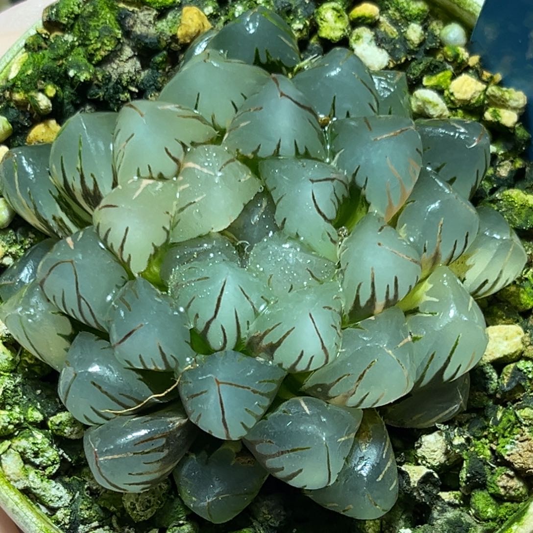 恭喜发财大吉大利921