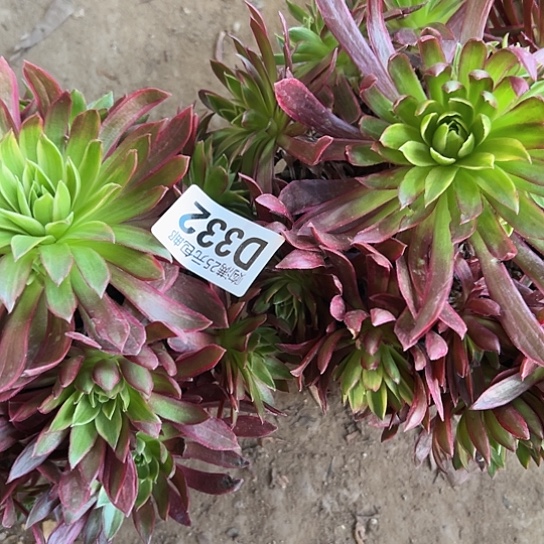 信**来多肉植物两个