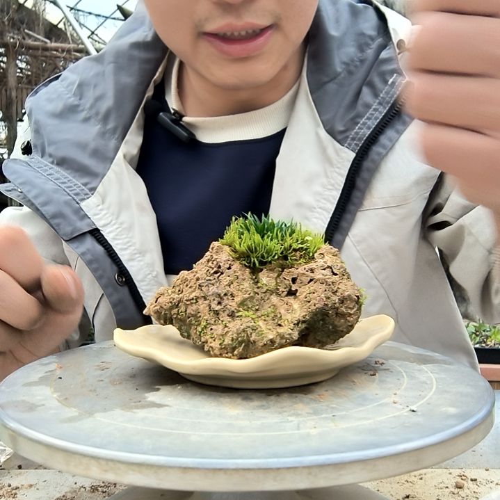 c***y小盆景小植物一物一拍68