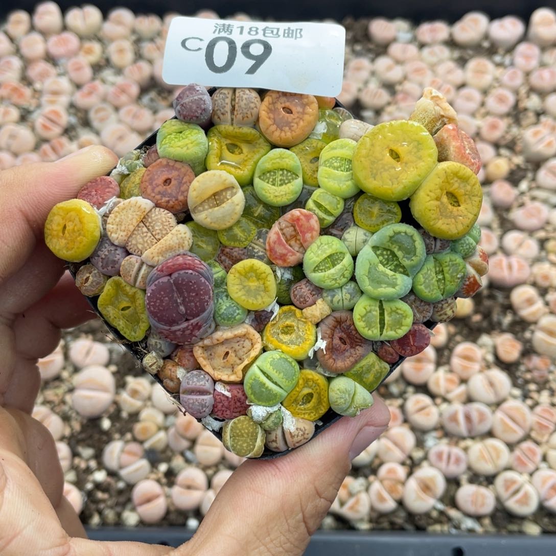 红陶00000000000009