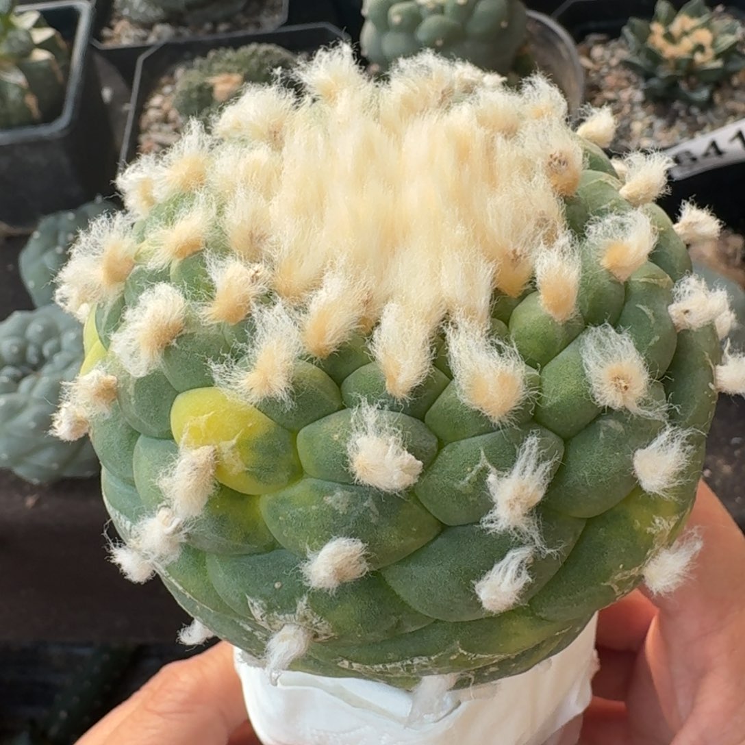 【闪购商品】佛头花锦鲜