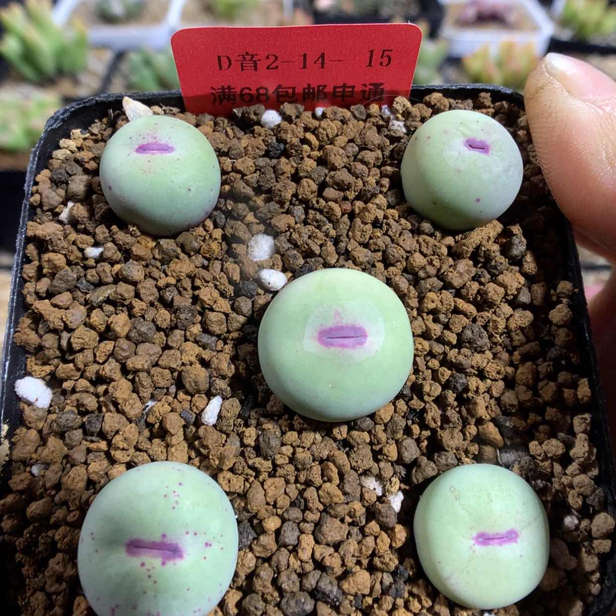 【闪购商品】2-14-44 小红嘴一盆 100