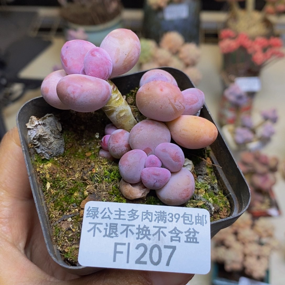 207蛋黄奶多肉4cm