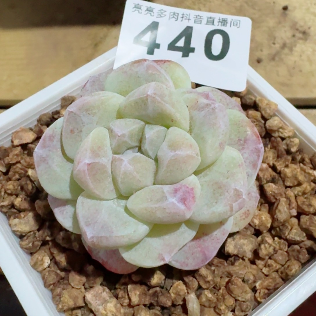石化冰玉         精品多肉
