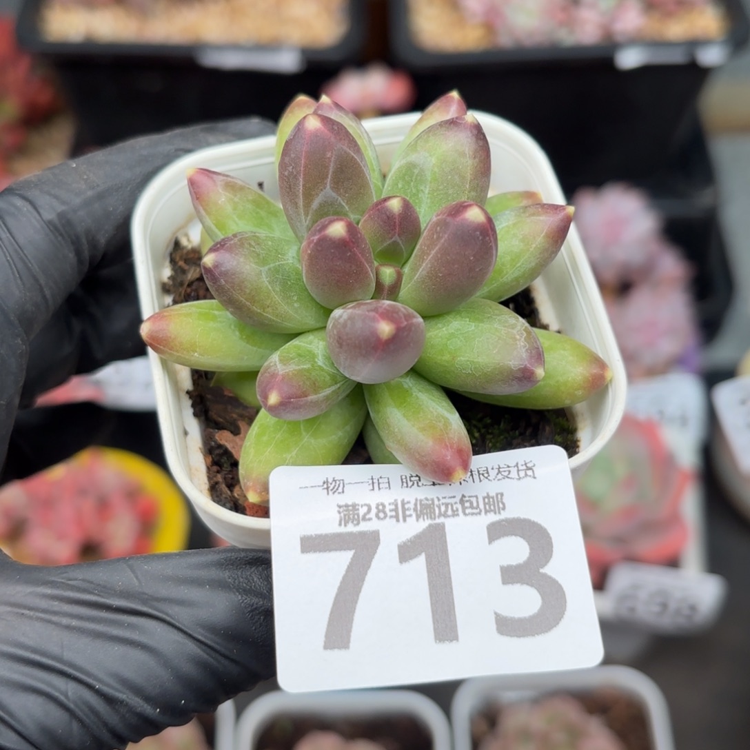 千代田无盆土发货