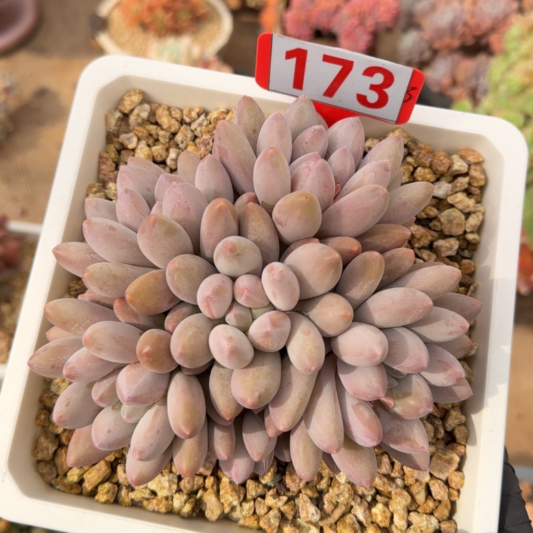 173。       香水宝贝