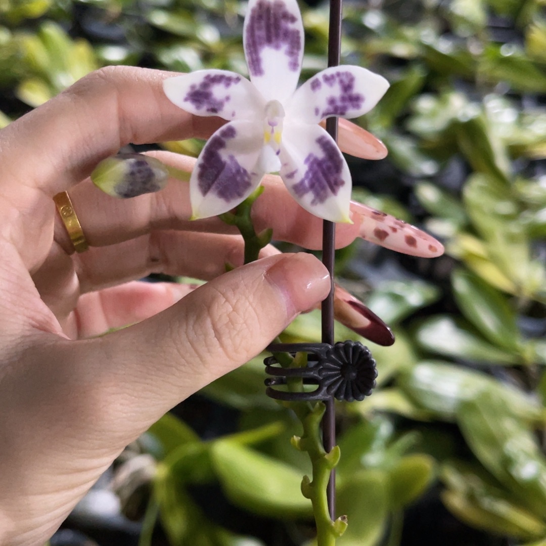 无花朵蝴蝶兰原生盾花