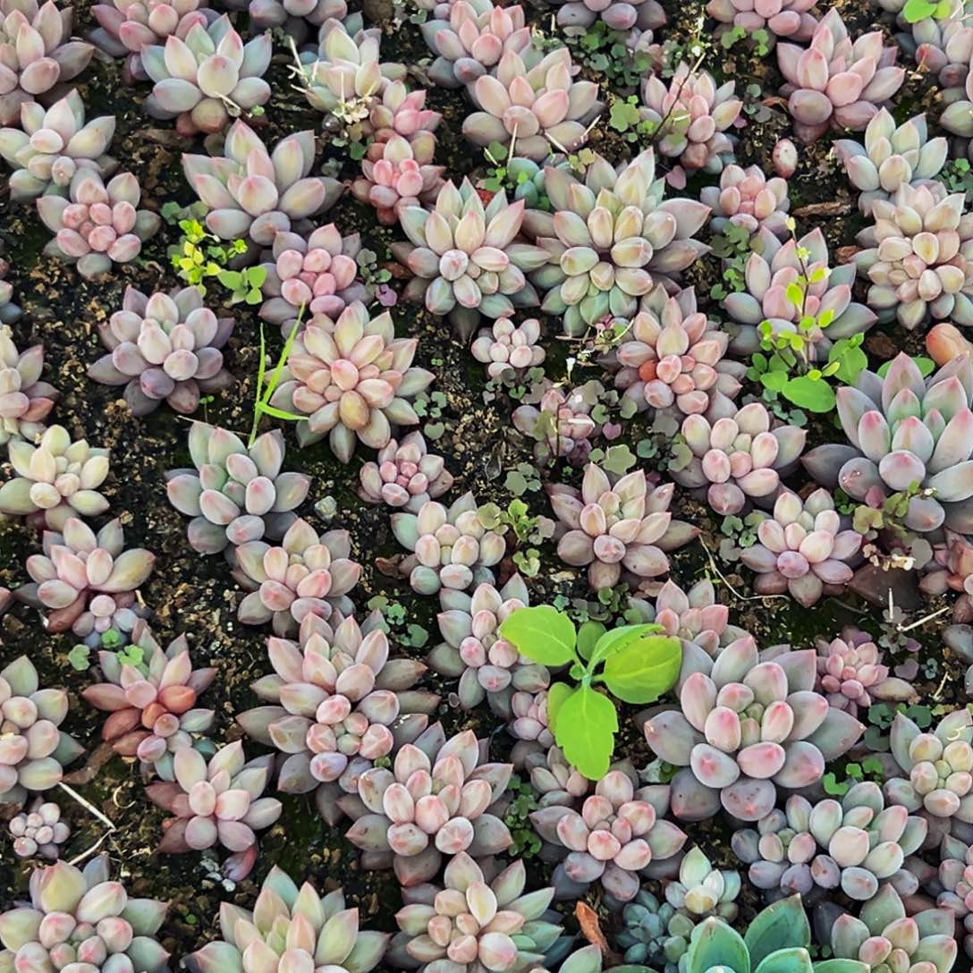 15颗 桔云多肉美人