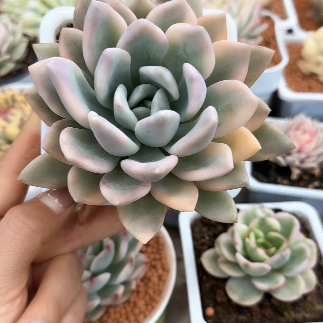 奥普锦多肉植物的