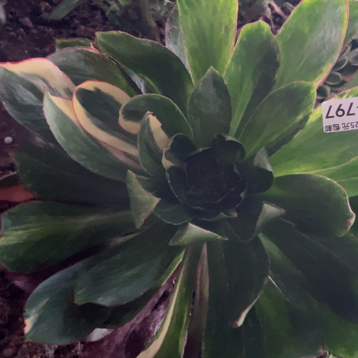 797魅影七彩多肉12345678