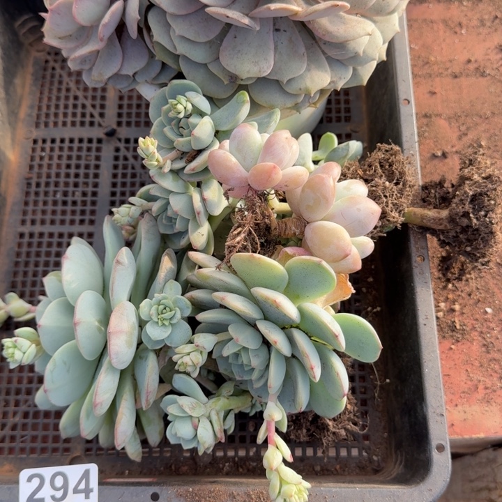 多肉植物宽拍294号