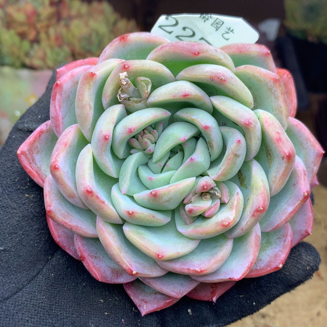 2278杂交多肉植物