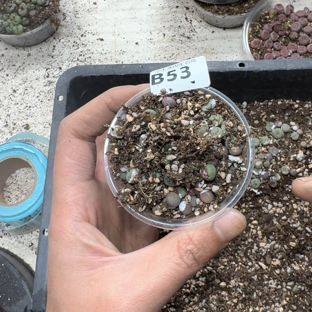 B53 红嘴中型小型嘴。编号混合