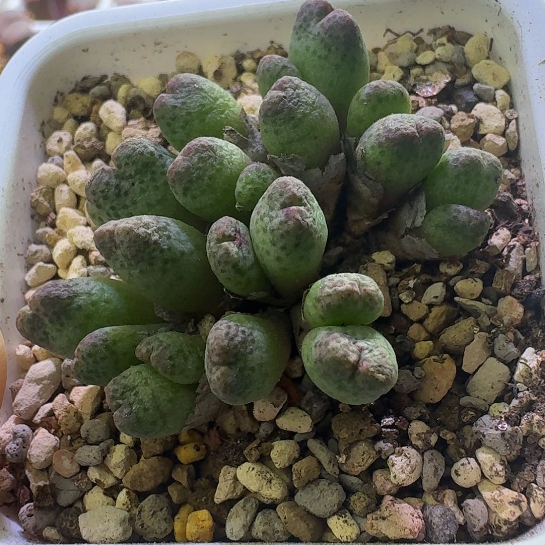 28号草莓斑马群一物一拍