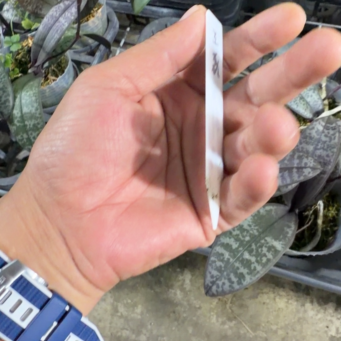 小***蛇无花朵西蕾莉带梗