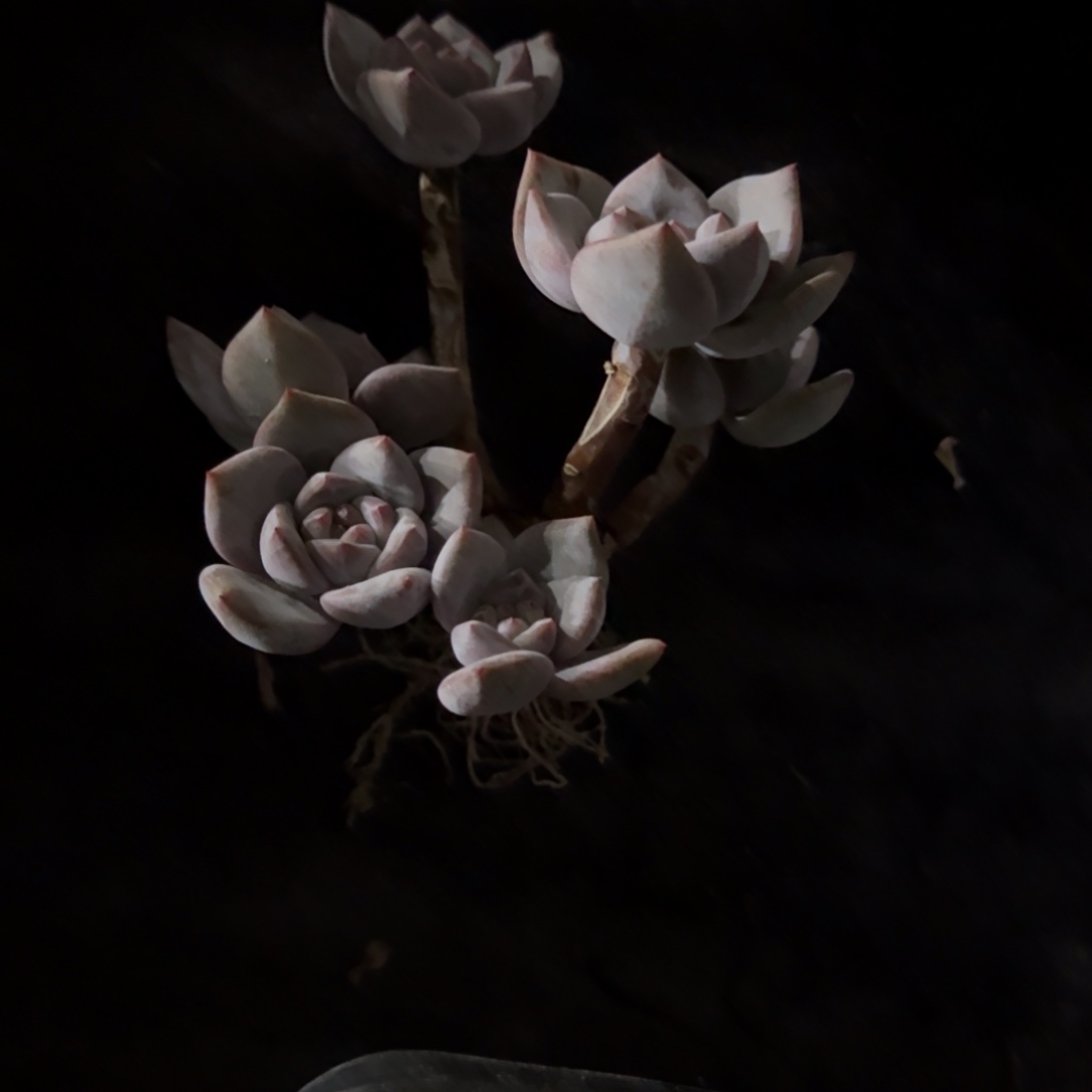 y***g星影6头有砍一物一拍