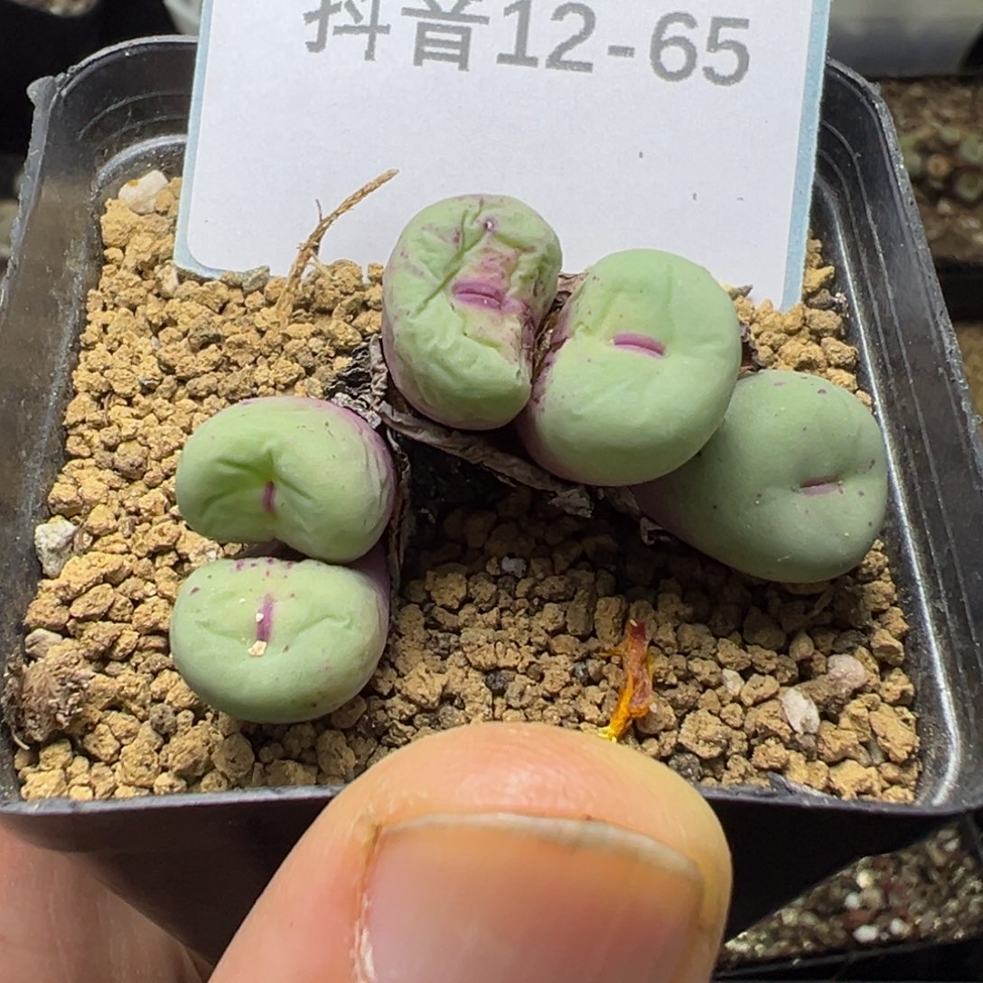 12-65肉锥多肉植物大战