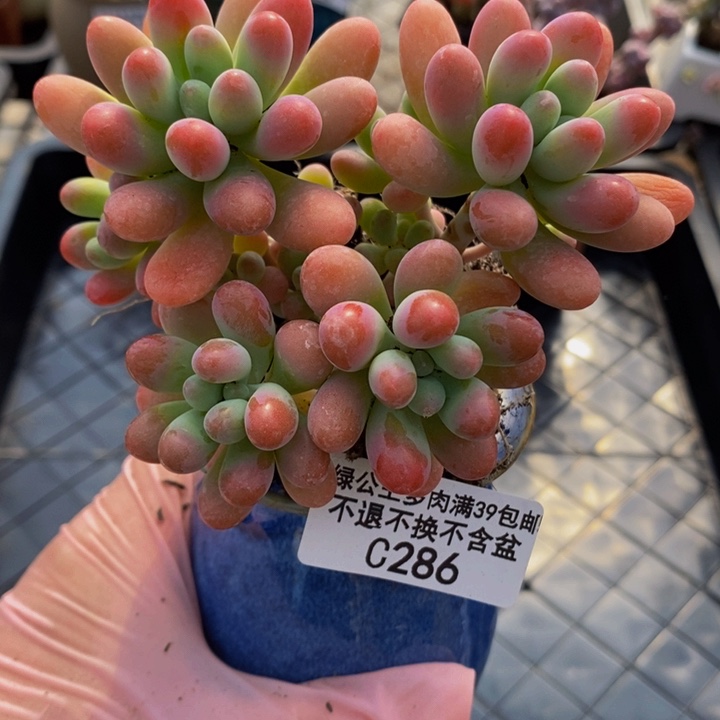 派大星10cm286多肉植物