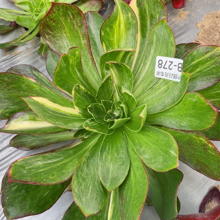 278魅影七彩多肉12345678 