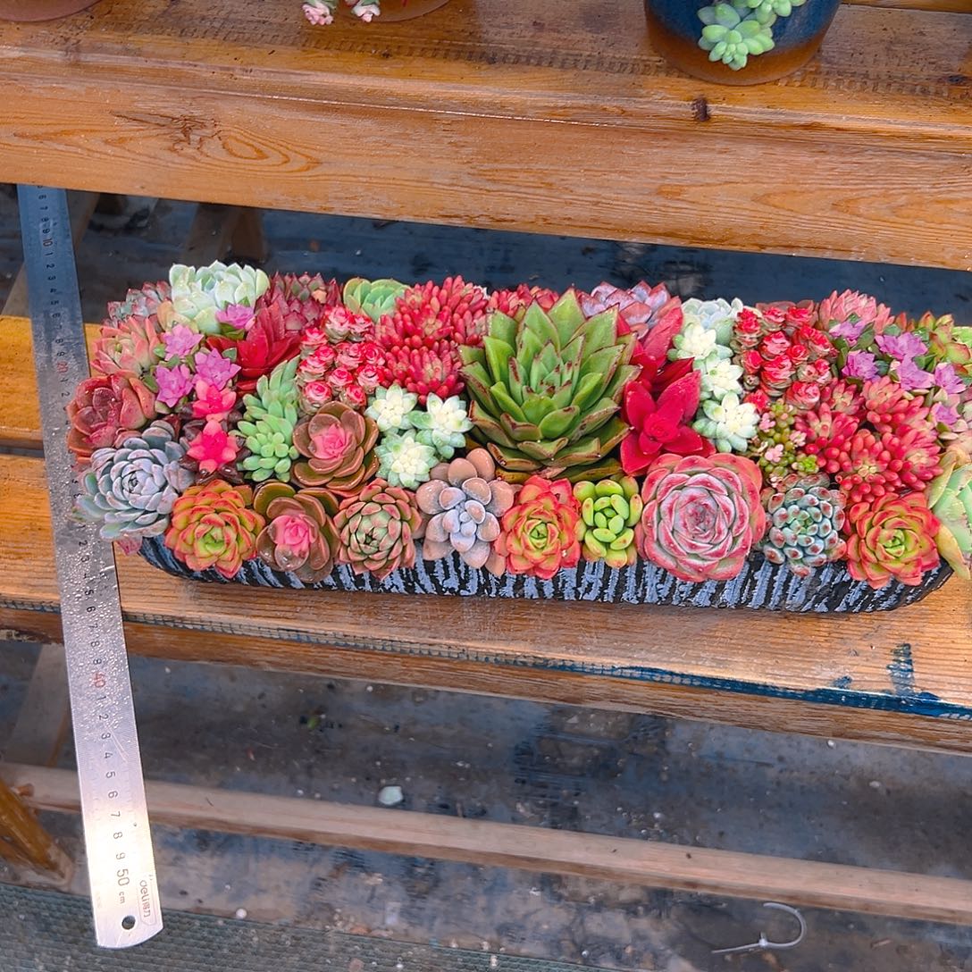 经典大长条多肉组合