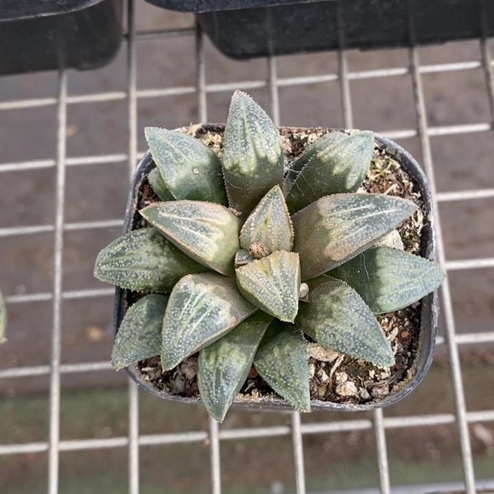 伯克利和格蕾纳等著名的