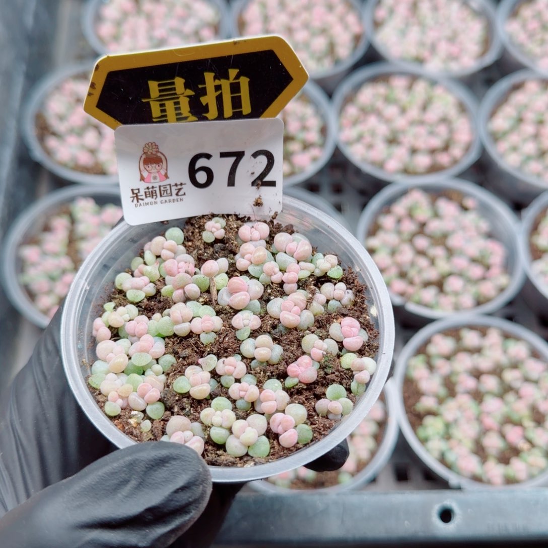 多肉植物多肉植物
