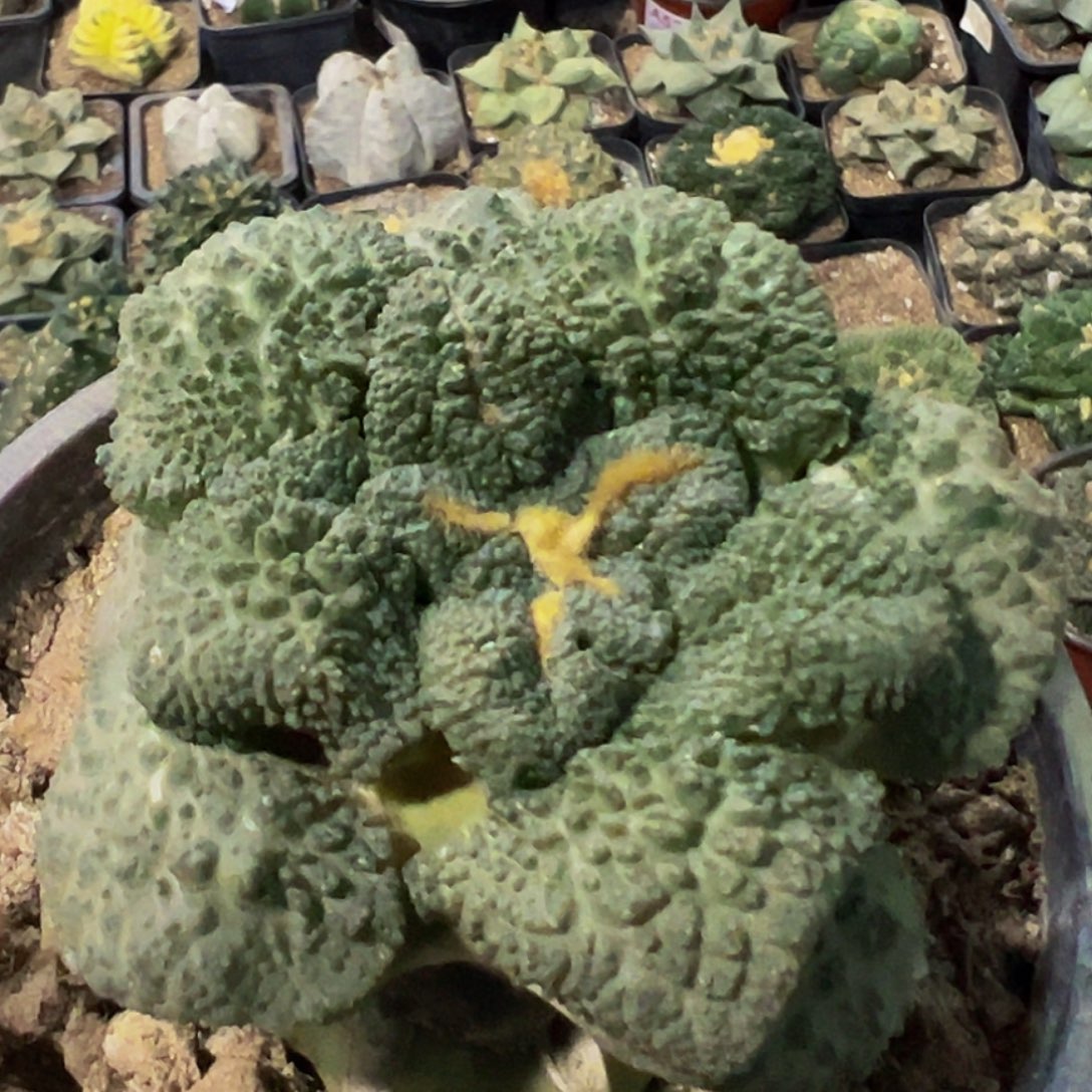 无花朵福利大尤龟甲哥怒牡丹425