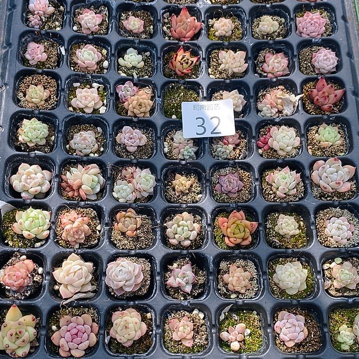 32 多肉植物盆栽花卉植物