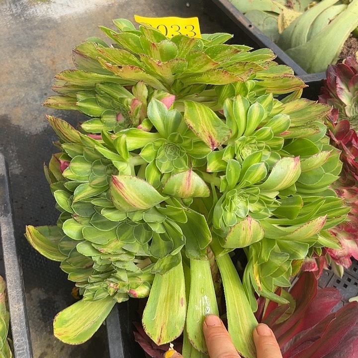 多肉植物知否0033