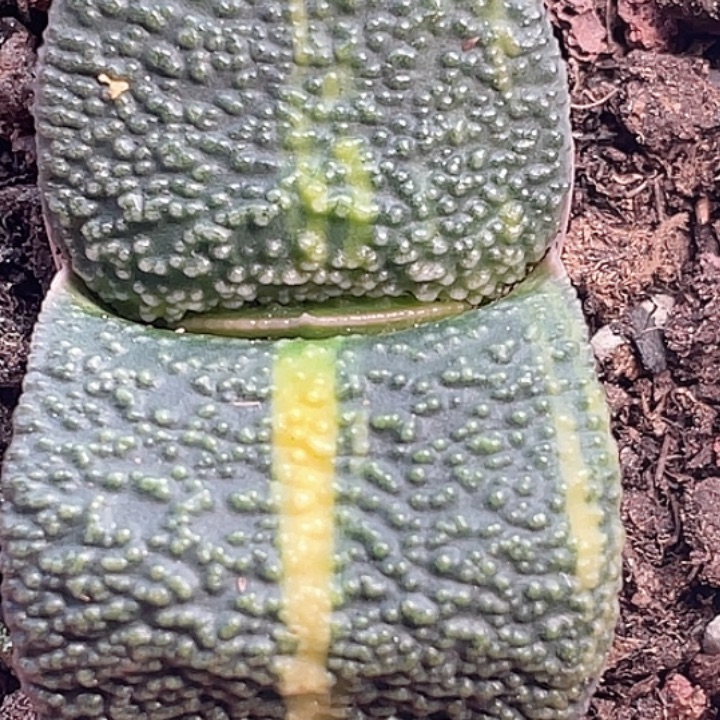 一物一拍竞拍福利拍