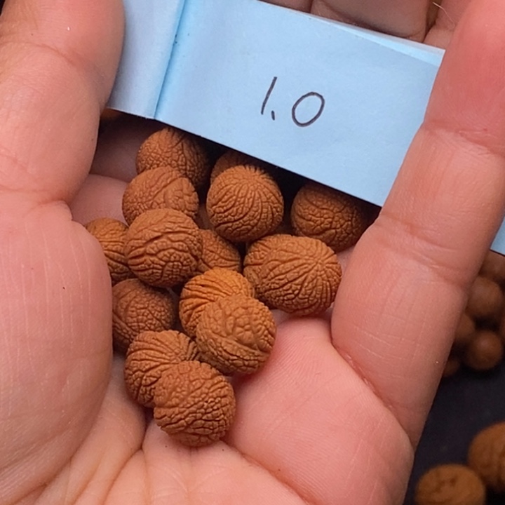 秦岭龙纹桃核21颗