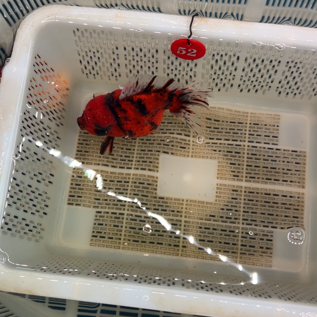 嘉***膏海水鱼我是啊啊理解开衩小