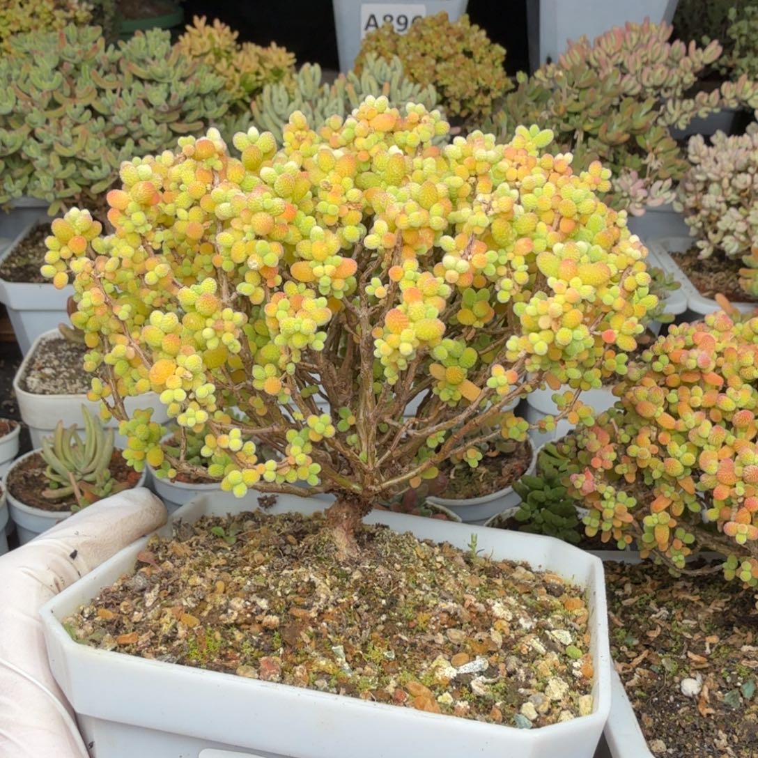 A168大树精控金桔糖球