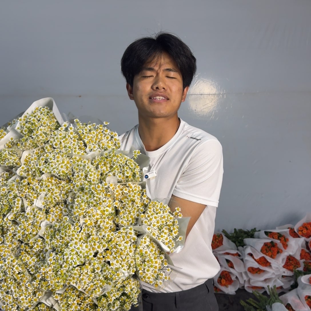 洋甘菊10扎包邮价秒杀