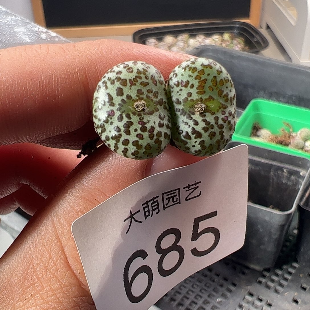 一物一拍。     685