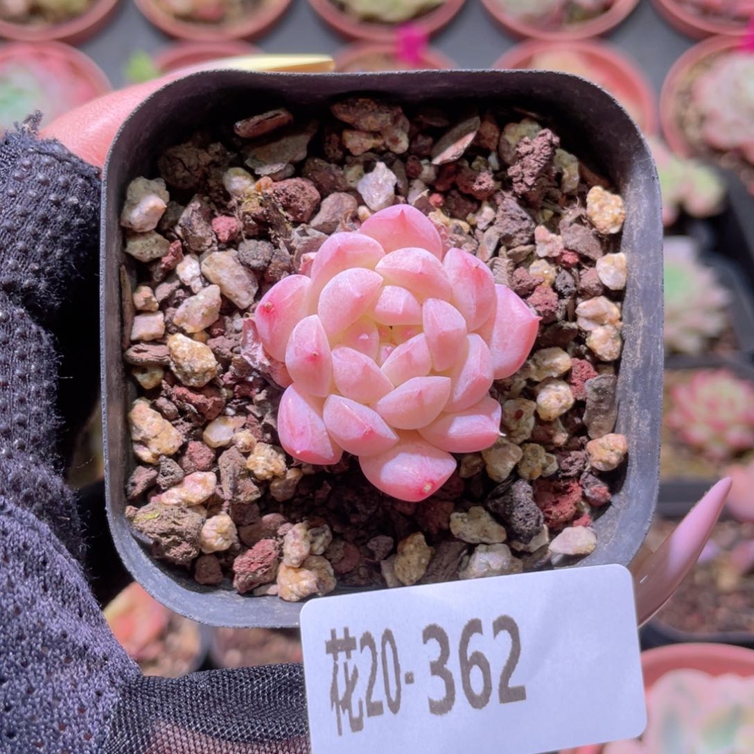 花利美20-362白桃汽水