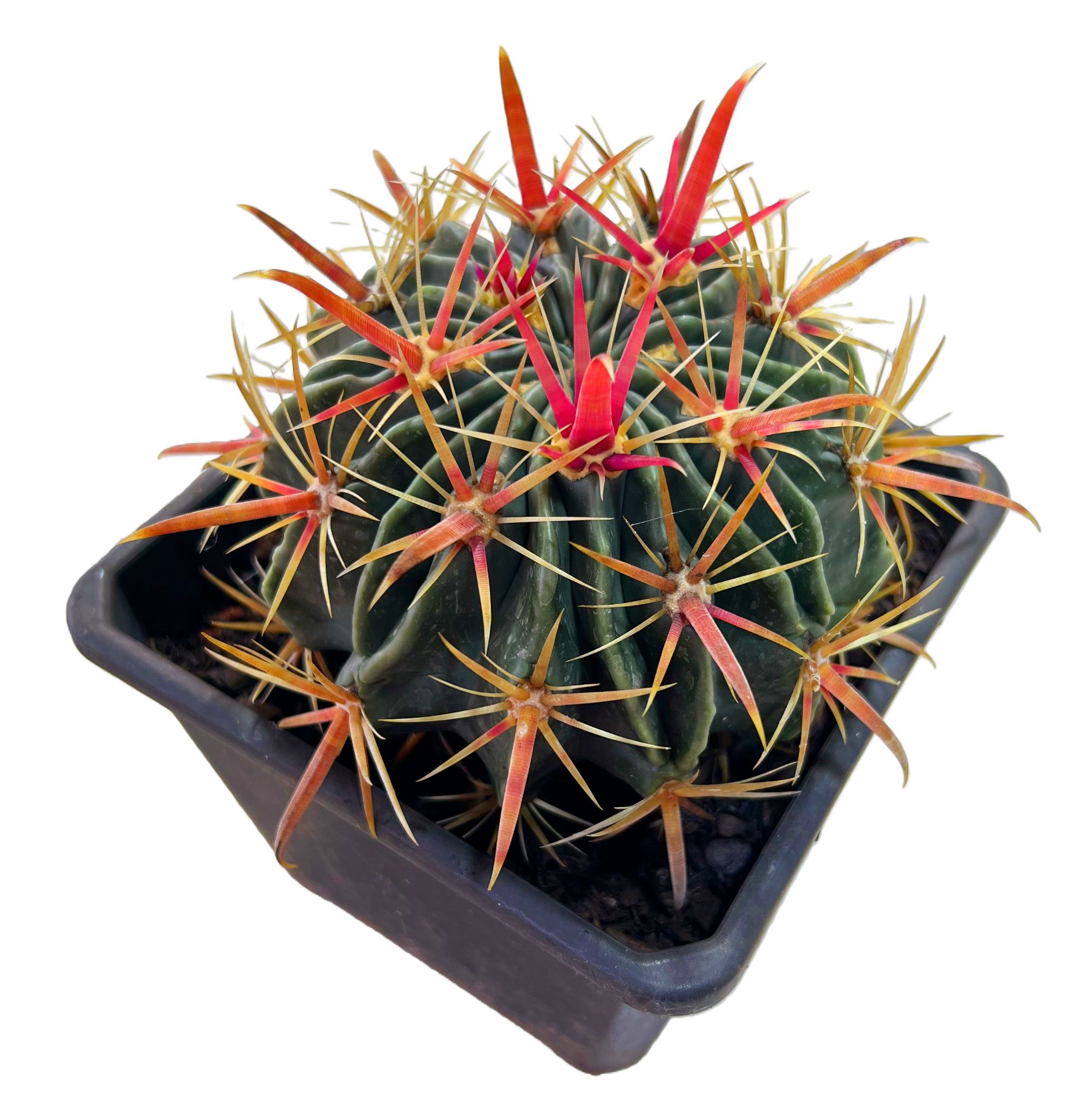 【日出仙人球】10~12cm 脱土裸根发 耐旱多肉植物 多肉任意3单包邮