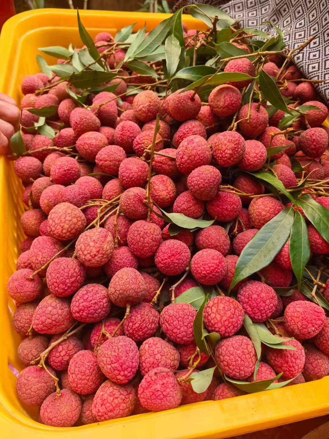 正宗合江荔枝降沙兰新鲜现摘多汁当季水果包邮