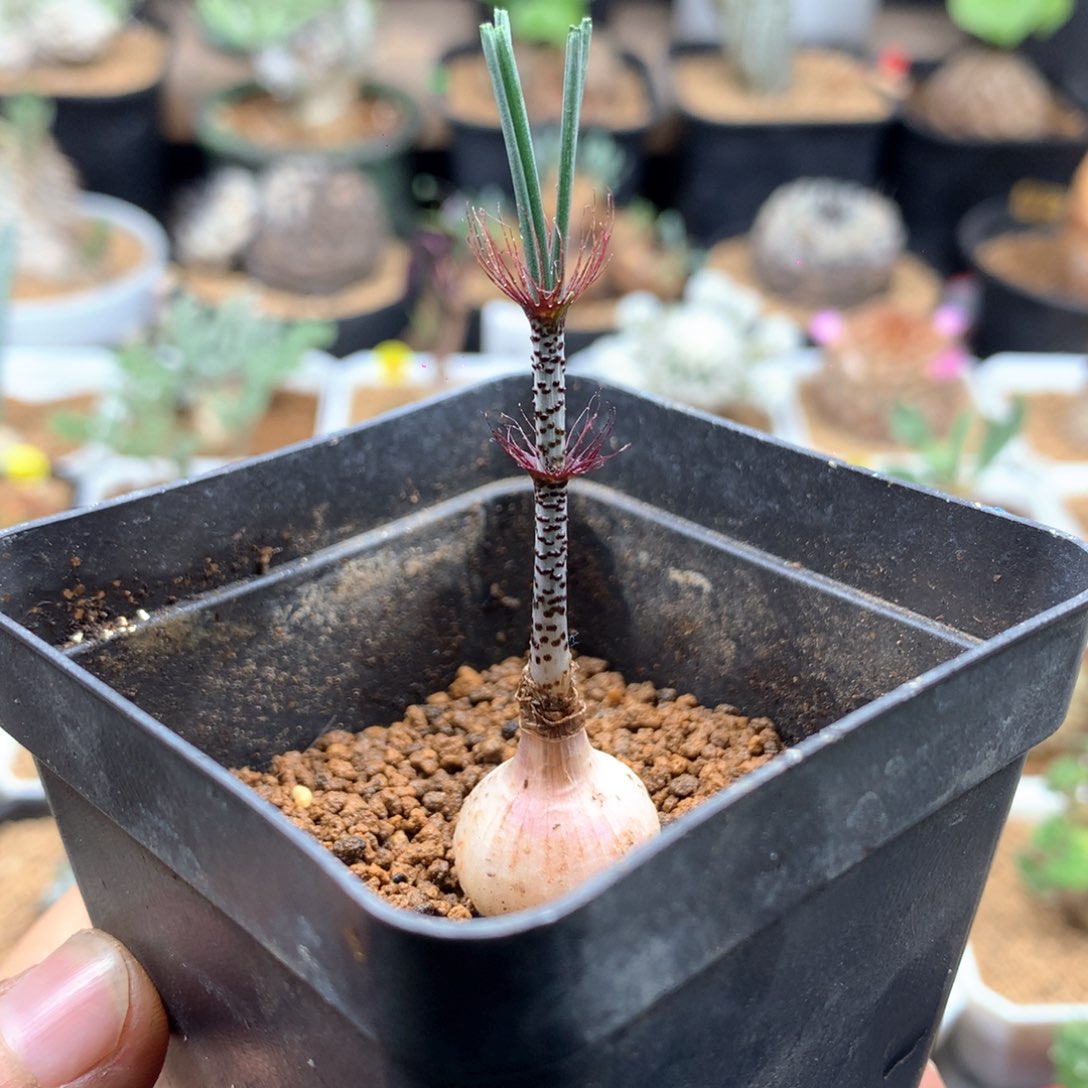 双花俏Gv弹簧草带盆