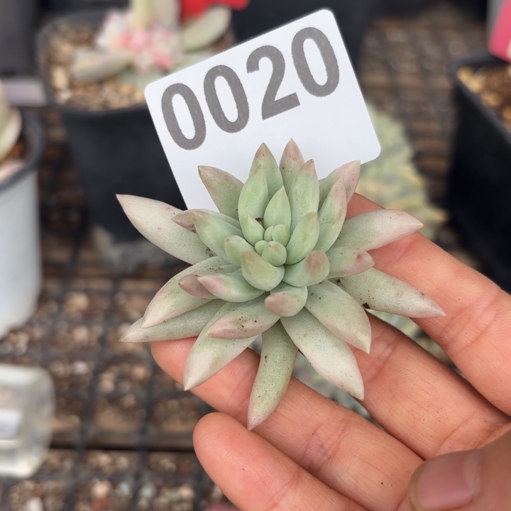 头盖锦无根多肉植物满18包邮当场凑单
