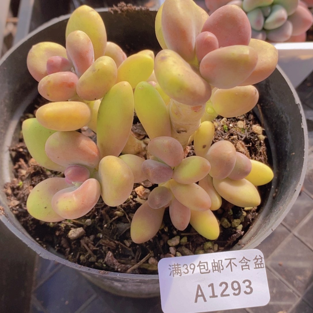 金色芒果奶9cm1293多肉植物