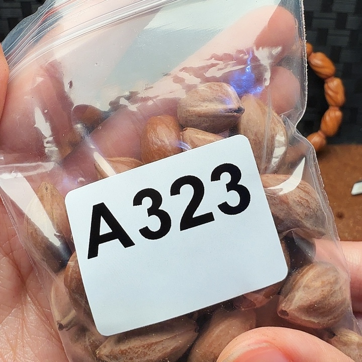 迷***生手串/手链橄榄核橄榄