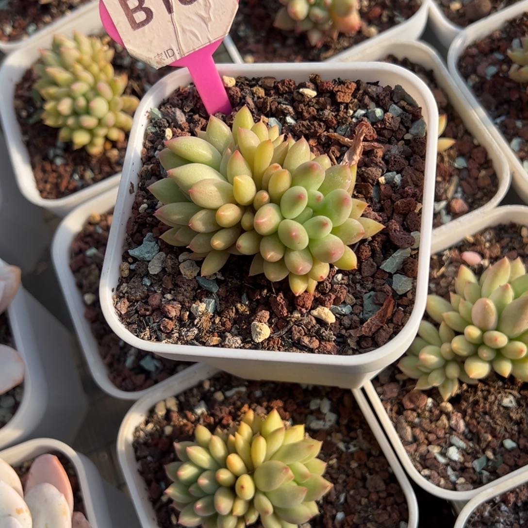 o**hb184多肉植物啊啊啊啊
