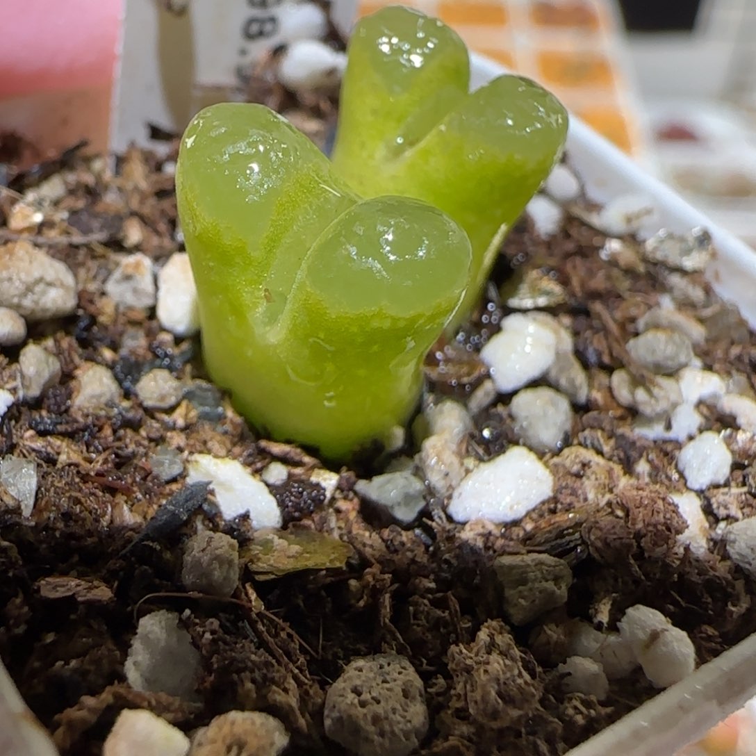 肉锥多肉植物百科-1798.971风铃945