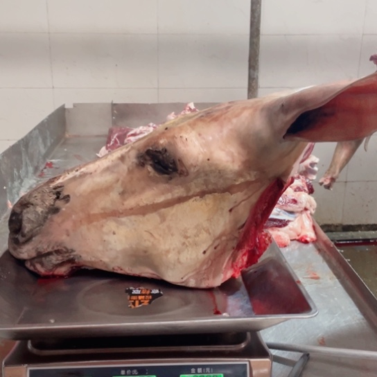 【闪购商品】冷冻保存30天包装河北省