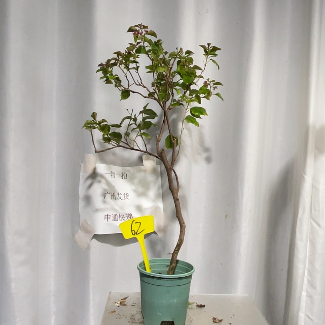 当前无花栽培后可以开花62重瓣枣红扦插有破皮